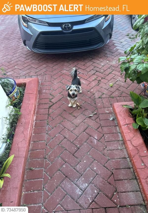 Found/Stray Male Dog last seen 288th and 137th, Homestead, FL 33033