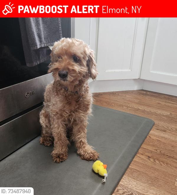 Lost Male Dog last seen Waldorf Ave., Elmont, NY 11003