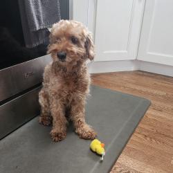 Lost Male Dog last seen Waldorf Ave., Elmont, NY 11003