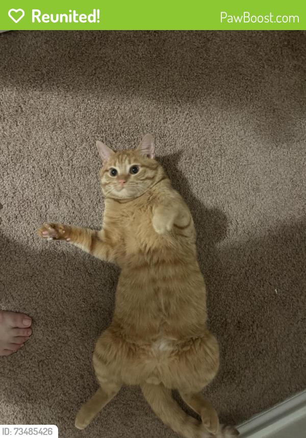 Reunited Male Cat last seen Westover hills, San Antonio, TX 78251