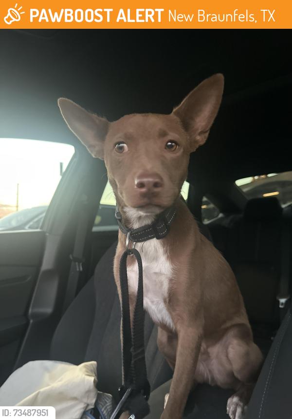 Found/Stray Male Dog last seen Chick fil A, New Braunfels, TX 78130