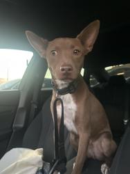 Found/Stray Male Dog last seen Chick fil A, New Braunfels, TX 78130