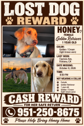 Lost Female Dog last seen Merrill & randall, Fontana, CA 92335