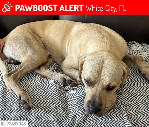 Lost Male Dog last seen Midway, White City, FL 34983