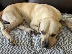 Lost Male Dog last seen Midway, White City, FL 34983