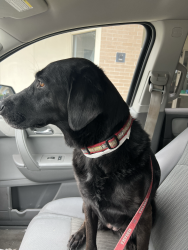 Reunited Female Dog last seen College blvd, Overland Park, KS 66210