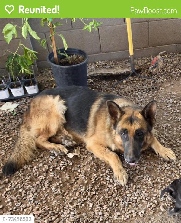 Reunited Male Dog last seen 16st and Broadway, Phoenix, AZ 85040