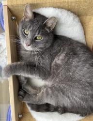 Lost Male Cat last seen Pine tree and heights, Lake Orion, MI 48362