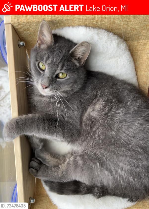 Lost Male Cat last seen Pine tree and heights, Lake Orion, MI 48362
