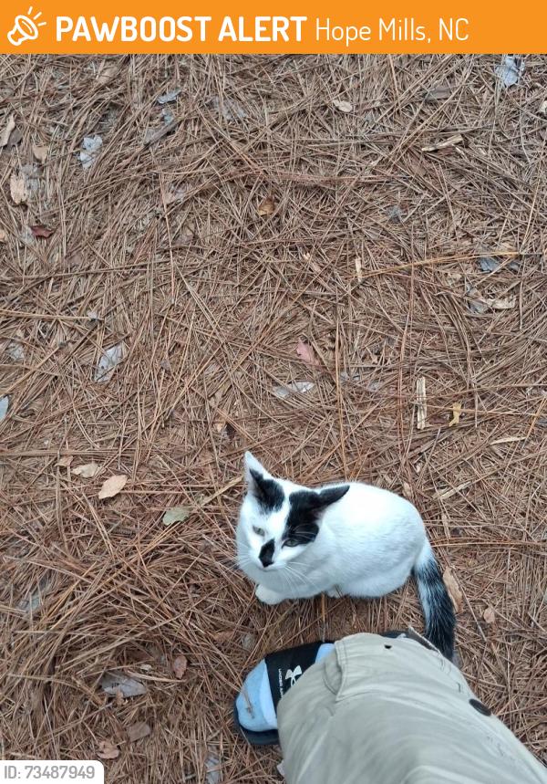 Found/Stray Female Cat last seen My hse, Hope Mills, NC 28348