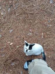 Found/Stray Female Cat last seen My hse, Hope Mills, NC 28348