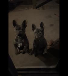 Reunited Female Dog last seen Near Sitting Bull Rd, Apple Valley, CA 92308, USA, Apple Valley, CA 92308