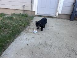 Found/Stray Unknown Cat last seen Ustick & Maywood, Boise, ID 83713