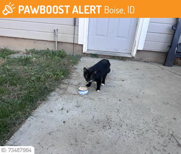 Found/Stray Unknown Cat last seen Ustick & Maywood, Boise, ID 83713