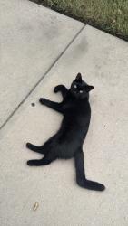 Found/Stray Male Cat last seen Alexandria Park apmts, High Point, NC 27265