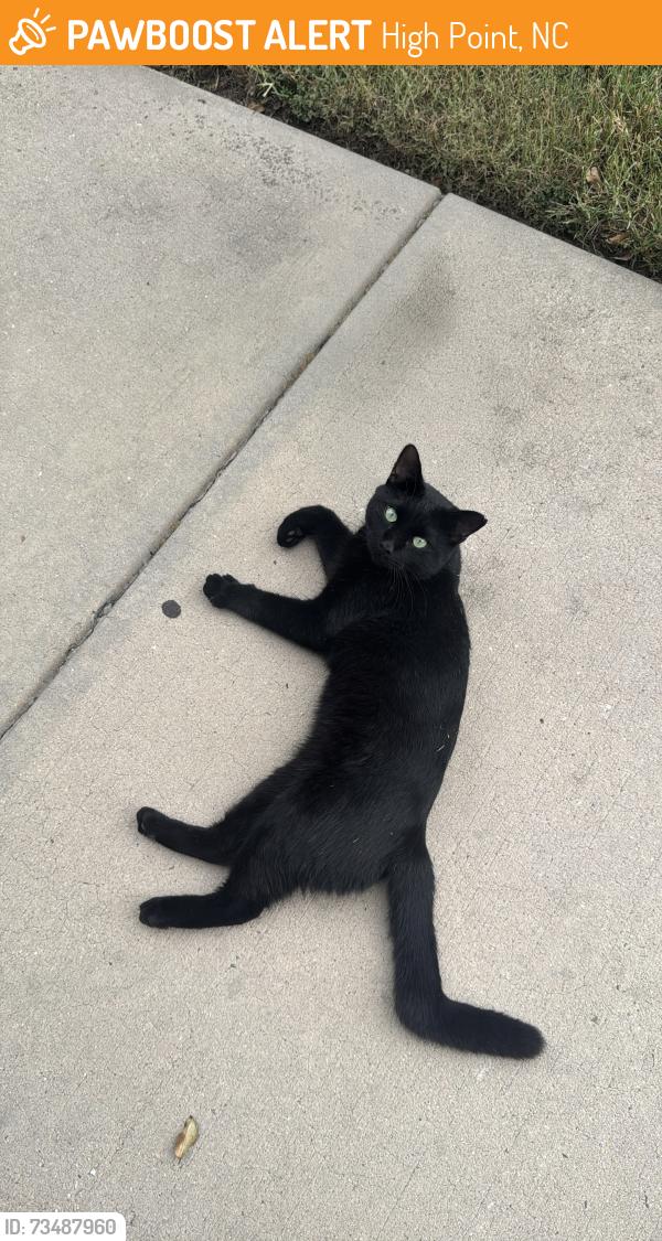 Found/Stray Male Cat last seen Alexandria Park apmts, High Point, NC 27265