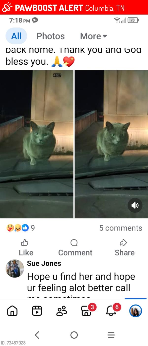 Lost Female Cat last seen Hardy and Early Road, Columbia, TN 38401