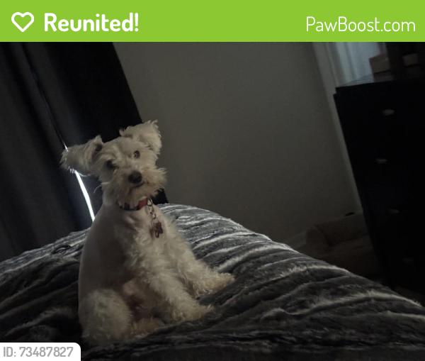 Reunited Male Dog last seen Wayside griggs, Houston, TX 77023