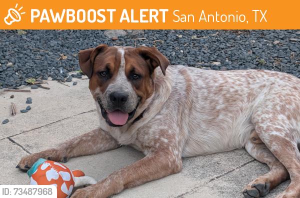 Found/Stray Male Dog last seen Hackberry, San Antonio, TX 78205