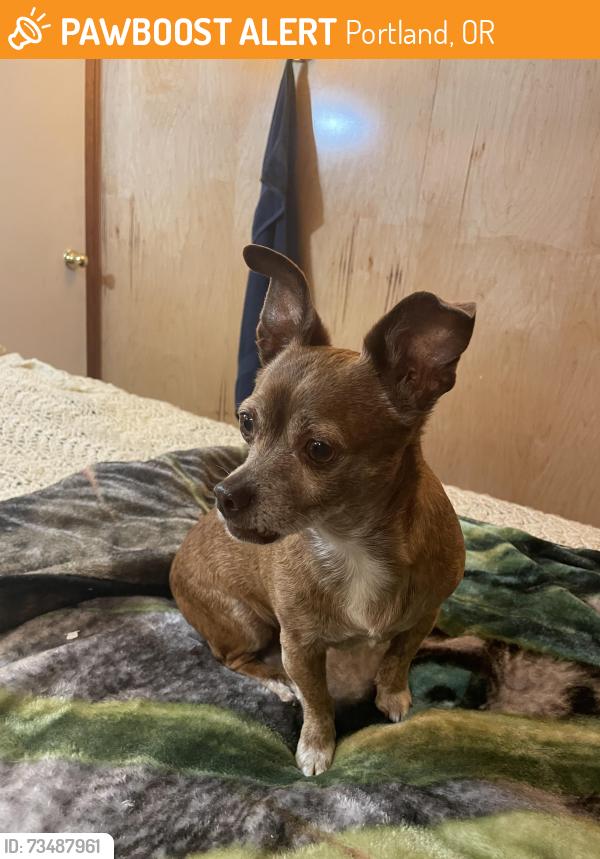 Found/Stray Male Dog last seen Across from Fred Meyer on Ida going toward willamett, Portland, OR 97203