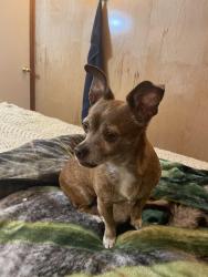 Found/Stray Male Dog last seen Across from Fred Meyer on Ida going toward willamett, Portland, OR 97203