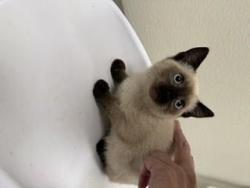 Shelter Stray Female Cat last seen AYRES HOLMES/ WISE, 11232 B Ave, Auburn, CA 95603, USA