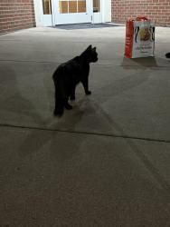Found/Stray Unknown Cat last seen Parking lot of Marriott Residence Inn, Rochester, NY 14615