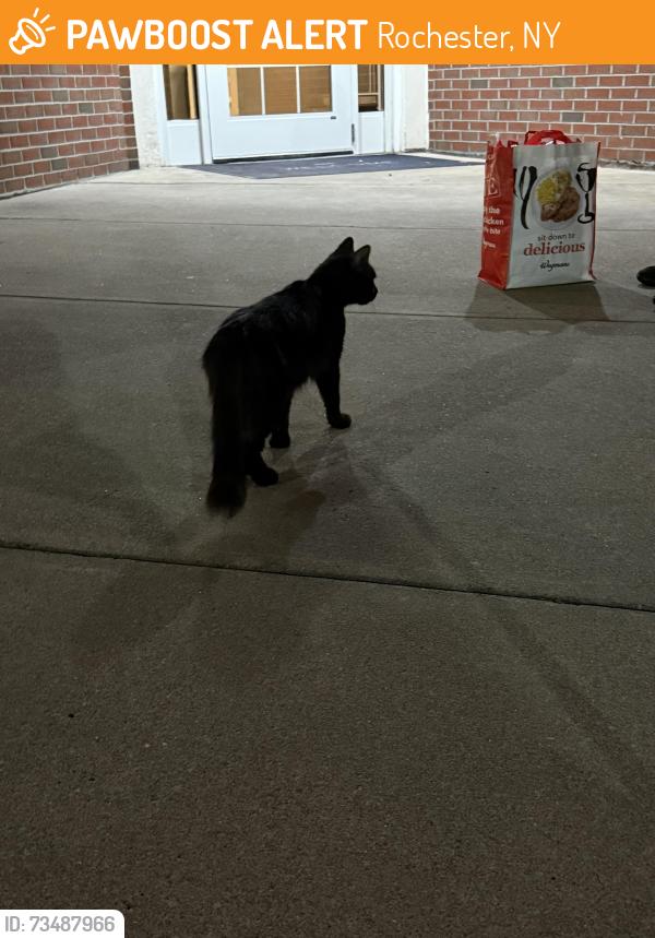 Found/Stray Unknown Cat last seen Parking lot of Marriott Residence Inn, Rochester, NY 14615