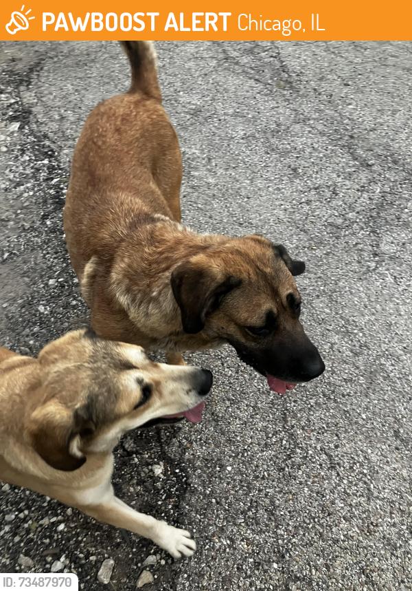 Found/Stray Unknown Dog last seen The block between Pershing & 38th St on Wood St., Chicago, IL 60609