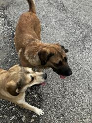 Found/Stray Unknown Dog last seen The block between Pershing & 38th St on Wood St., Chicago, IL 60609