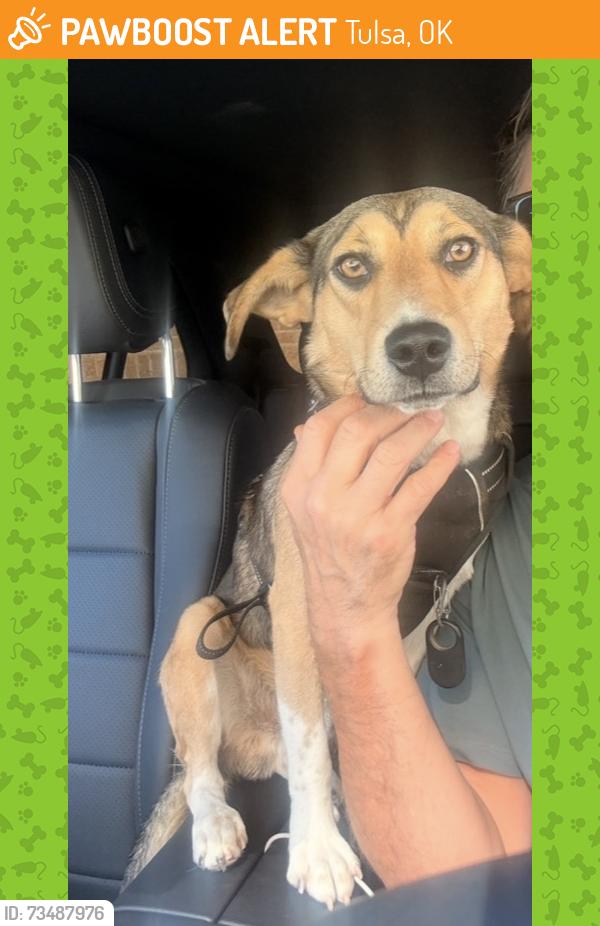 Found/Stray Male Dog last seen Archer and Cheyenne, Tulsa, OK 74103