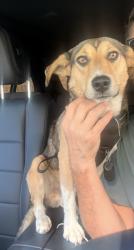 Found/Stray Male Dog last seen Archer and Cheyenne, Tulsa, OK 74103