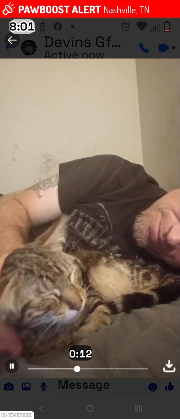 Lost Male Cat last seen Berryhill Post Office and Good will, Nashville, TN 37204