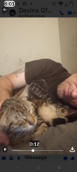 Lost Male Cat last seen Berryhill Post Office and Good will, Nashville, TN 37204