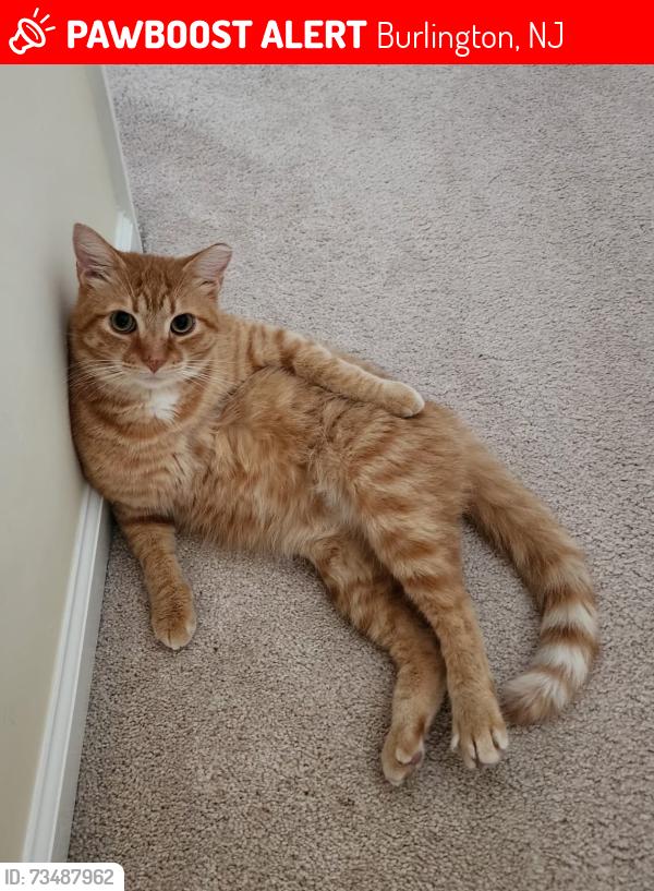 Lost Male Cat last seen Spring Dr & Braxton Ln, Burlington, NJ 08016
