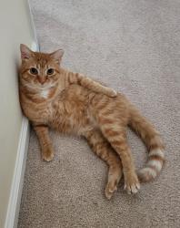 Lost Male Cat last seen Spring Dr & Braxton Ln, Burlington, NJ 08016