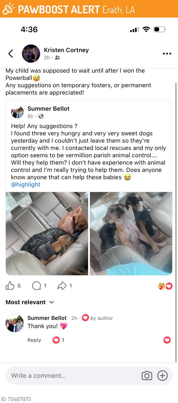 Found/Stray Female Dog last seen Not sure, Erath, LA 70533