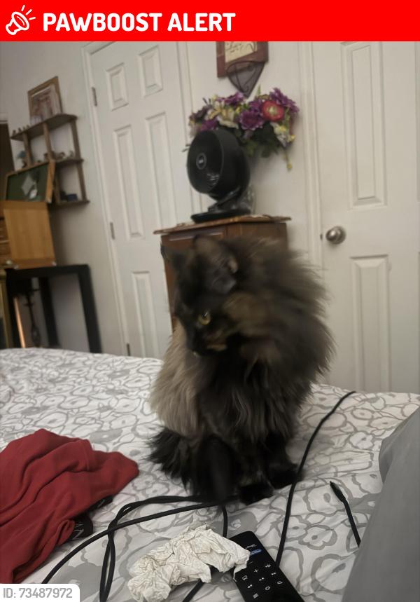 Lost Female Cat last seen Hancock, Colorado Springs, CO 80910