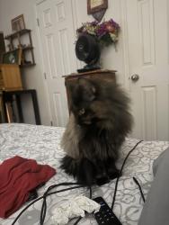 Lost Female Cat last seen Hancock, Colorado Springs, CO 80910