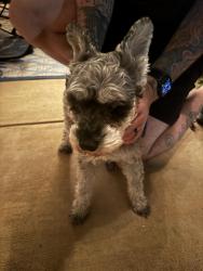 Reunited Unknown Dog last seen Strawflower Ln & Clover Hill, Manassas, VA 20110