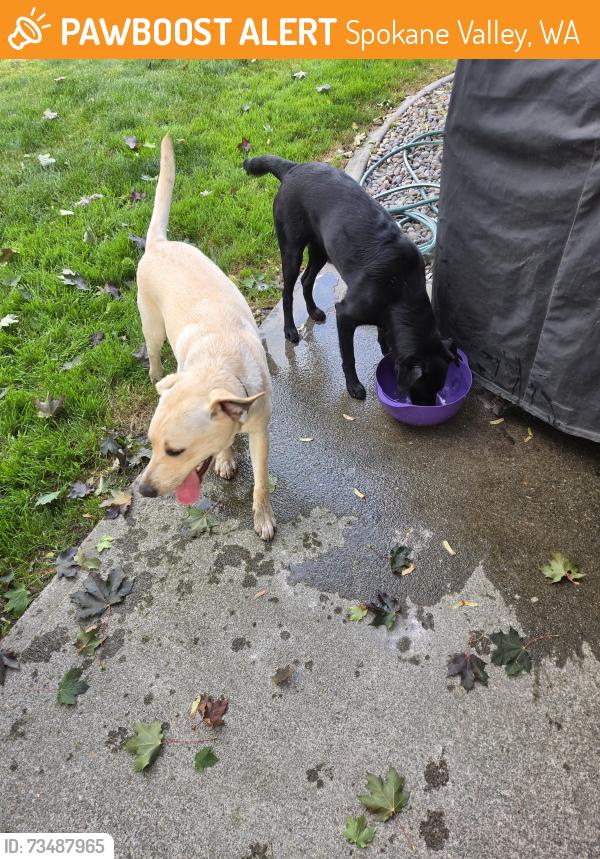Found/Stray Male Dog last seen N Locust & Nora Ave, Spokane Valley, WA 99206