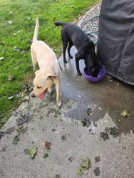 Found/Stray Male Dog last seen N Locust & Nora Ave, Spokane Valley, WA 99206