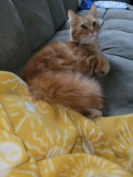 Reunited Female Cat last seen Lambert rd and state route 665, Darbydale, OH 43123
