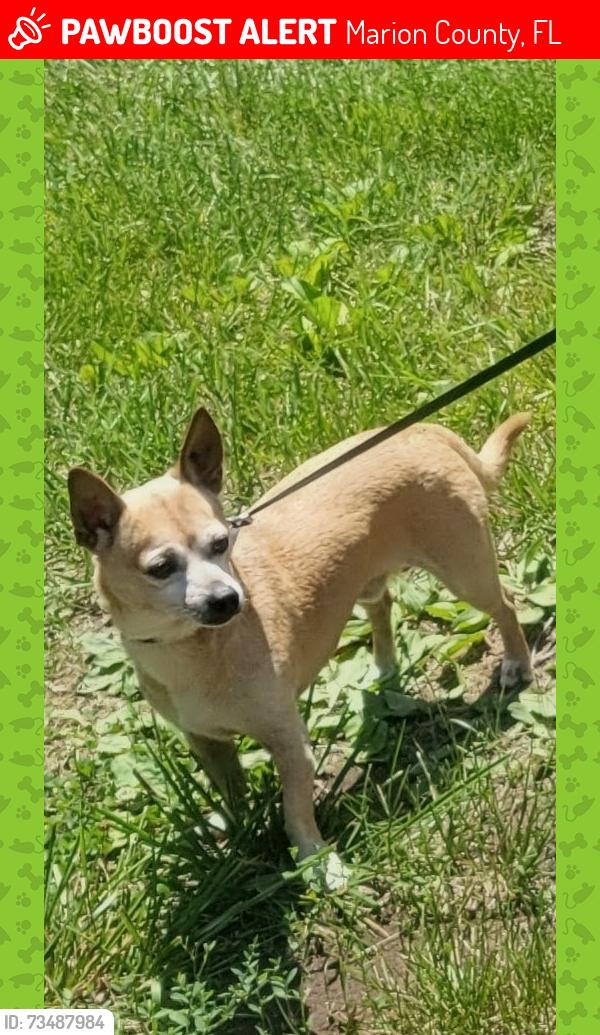 Lost Male Dog last seen 137th, Marion County, FL 34482