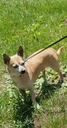 Lost Male Dog last seen 137th, Marion County, FL 34482