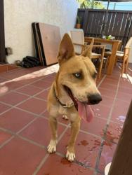 Reunited Male Dog last seen Hickory, Escondido, CA 92025