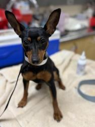 Shelter Stray Female Dog last seen Near BLOCK KATIE DR, RIVERSIDE CA, 6851 Van Buren Boulevard, Jurupa Valley, CA 92509, USA