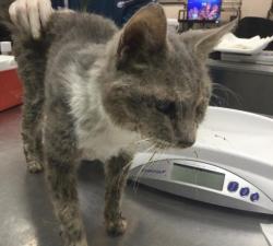 Shelter Stray Male Cat last seen Near BLOCK SAN DIEGO DR, CATHEDRAL CITY CA 92234, 72050 Pet Land Pl, Thousand Palms, CA 92276, USA
