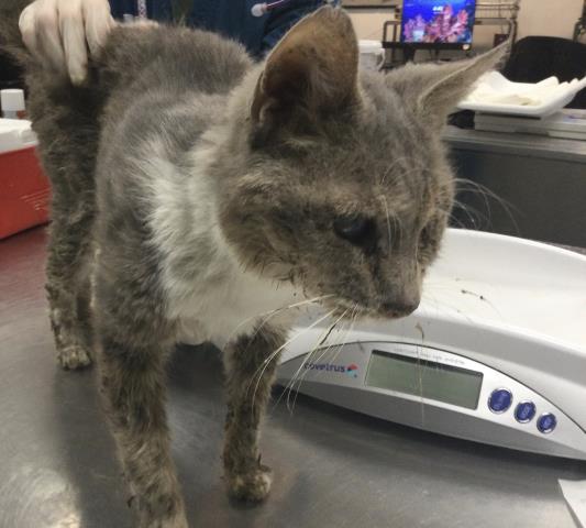 Shelter Stray Male Cat last seen Near BLOCK SAN DIEGO DR, CATHEDRAL CITY CA 92234, 72050 Pet Land Pl, Thousand Palms, CA 92276, USA