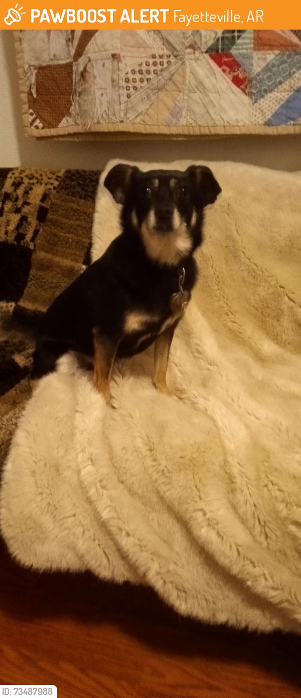 Found/Stray Male Dog last seen DMV/Walmart/MLK, Fayetteville, AR 72702